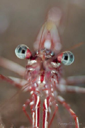 A hingebeak shrimp at Seraya. by Tammy Gibbs 